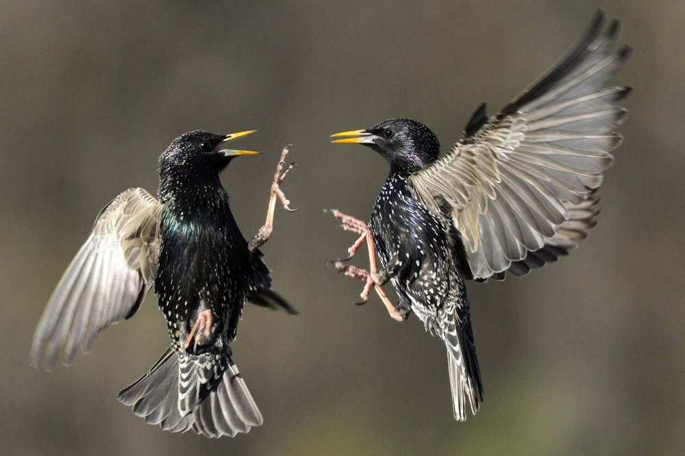 Populacija ptica u Sjevernoj Americi drastično opada