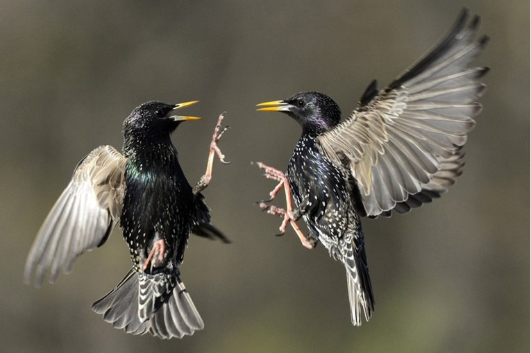 Populacija ptica u Sjevernoj Americi drastično opada