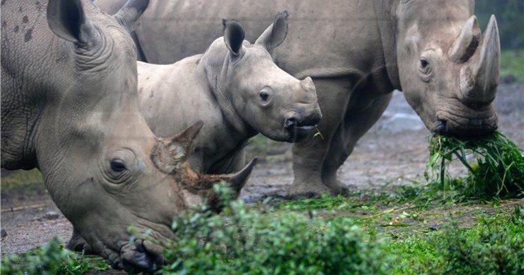 Znanstvenici spašavaju sjeverne bijele nosoroge od izumiranja