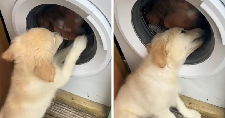 Vlasnica stavila prati igračke svog psa, on nestrpljivo čekao ispred perilice rublja