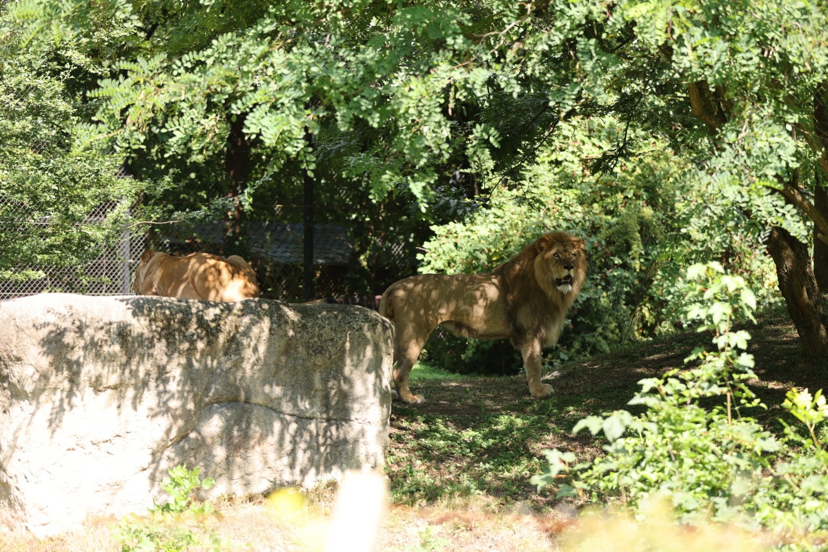 Prije samo 5 dana sreća zbog dolaska para lavova u zagrebački ZOO. Danas tragedija