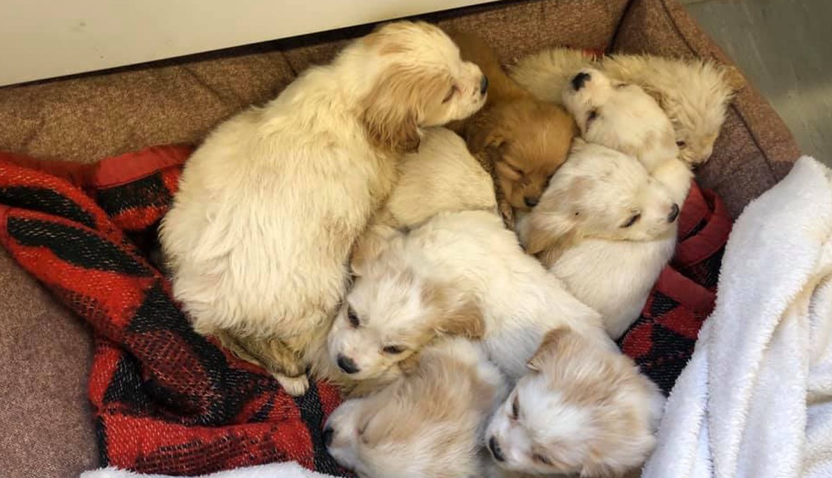 Ispred skloništa u Velikoj Gorici izbacio kuju i štence. Traži se počinitelj