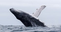 Island bi od 2024. mogao zabraniti lov na kitove