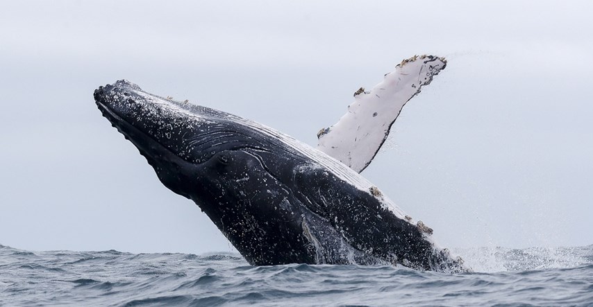 Island bi od 2024. mogao zabraniti lov na kitove
