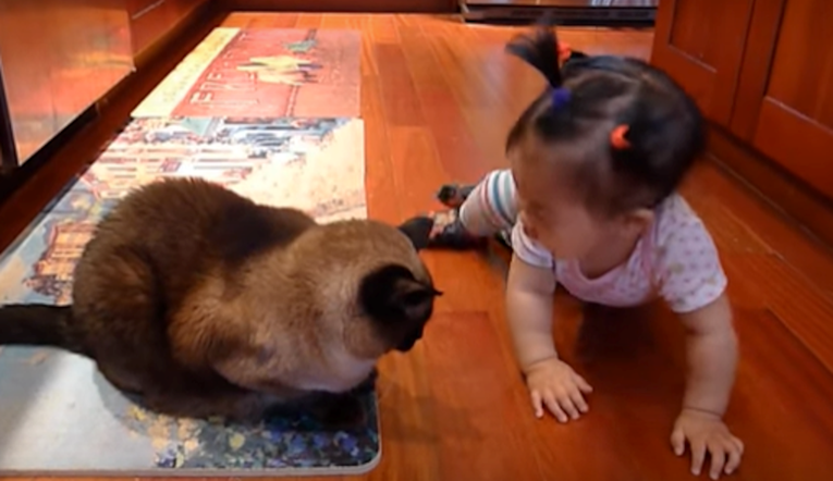 Beba popričala sa sijamskom macom, ona joj uzvratila na presmiješan način