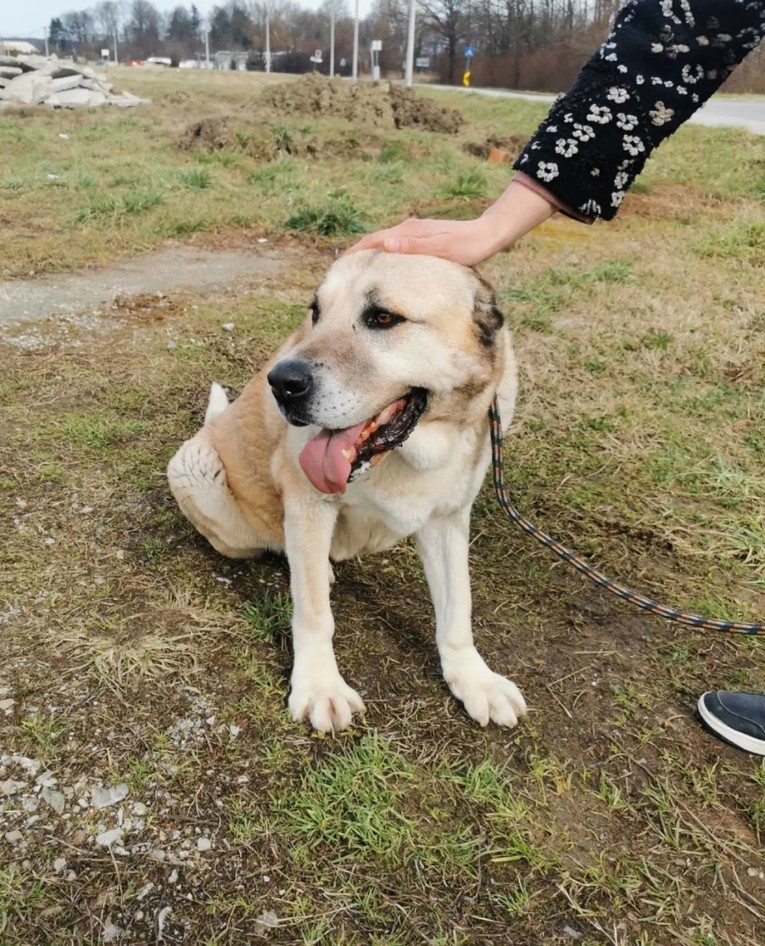 Kujica Lea ima 10 godina i više od pola života čeka svoje ljude u Dumovcu