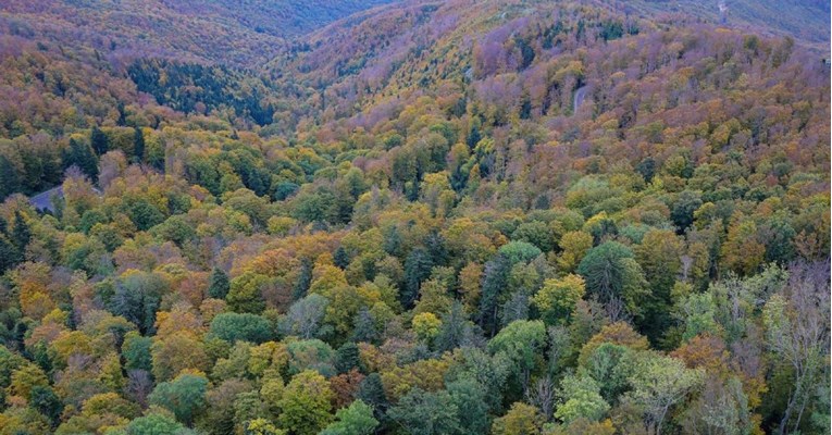 Na Medvednici posađeno 5000 novih hrastova u spomen na umrle