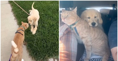 Mačak pao u depresiju nakon smrti najboljeg prijatelja, spasio ga je novi pas