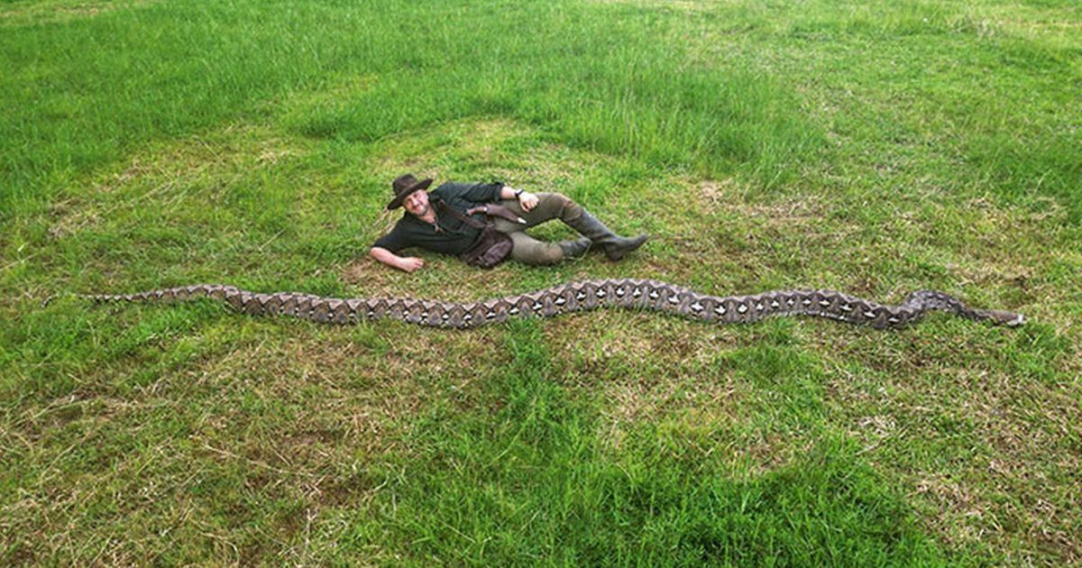 Izmjerena najduža zmija ikad. "Opuštena bi mogla dosegnuti 7.9 metara"