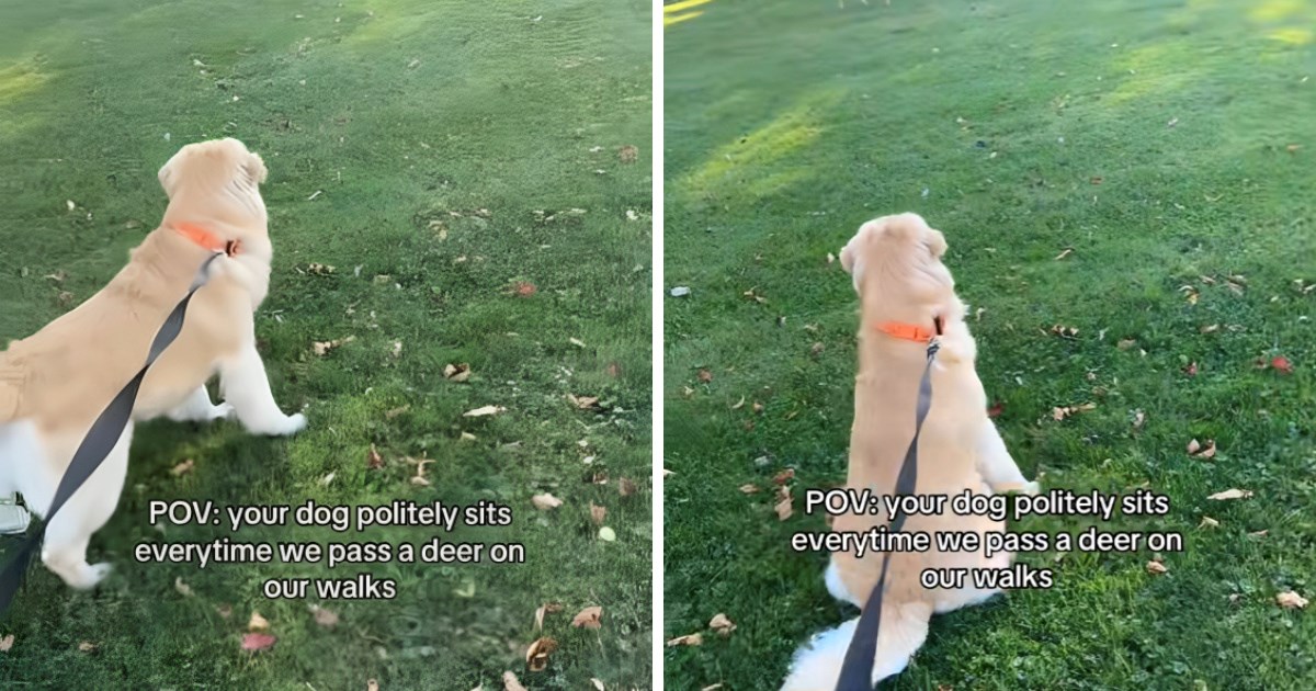 Svaki put kad u šetnji ugleda jelena ili srnu, zlatni retriver sjedne i promatra ih