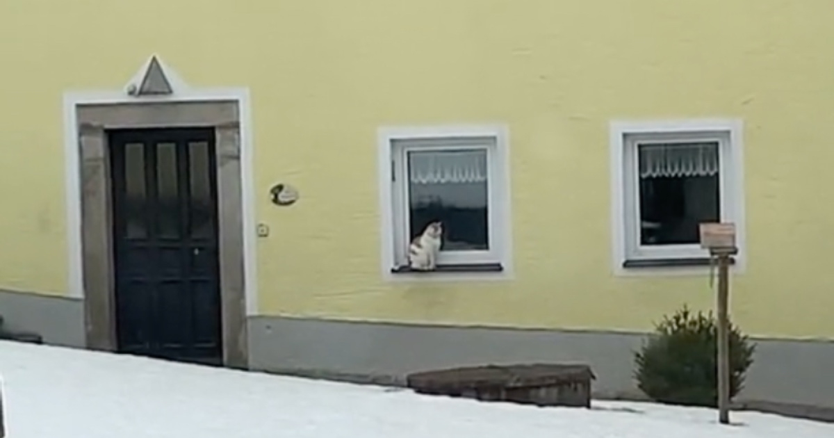 Ženi se slomilo srce kad je vidjela što radi mačak njezinog preminulog susjeda