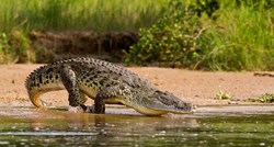Fosilizirani ostaci iz prapovijesti ukazuju na morsko porijeklo krokodila