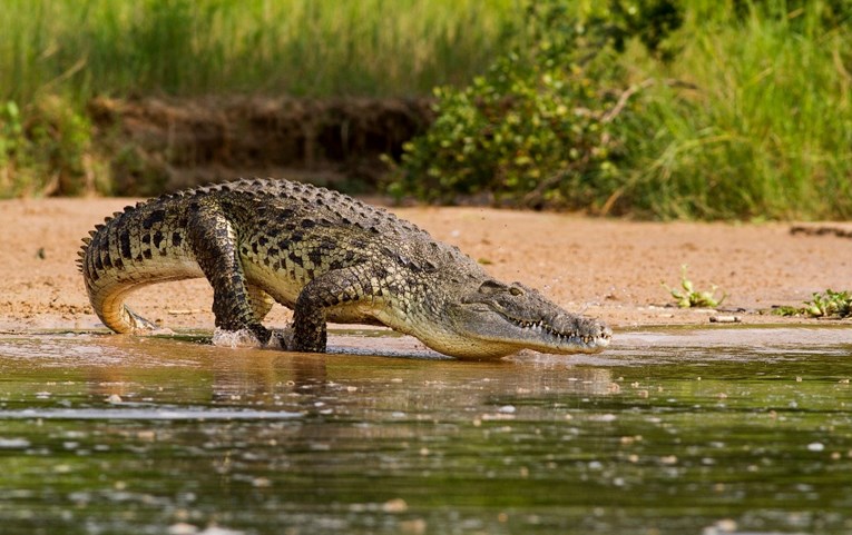 Otkriće u Peruu ukazuje na porijeklo krokodila, stigli su iz mora na kopno?