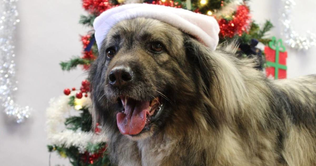 Adventski kalendar Dumovca: Kujica Lili tra&#x17E;i dom za mirnu starost