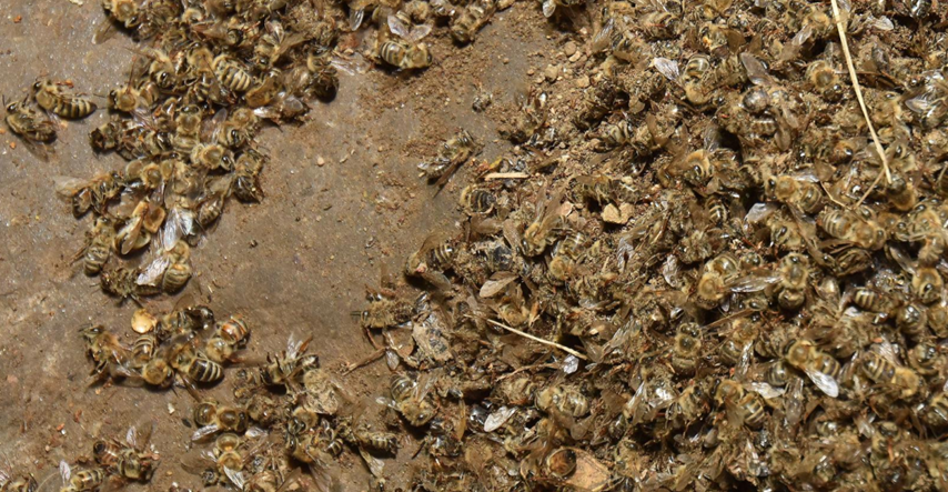 Pomor pčela u Konavlima