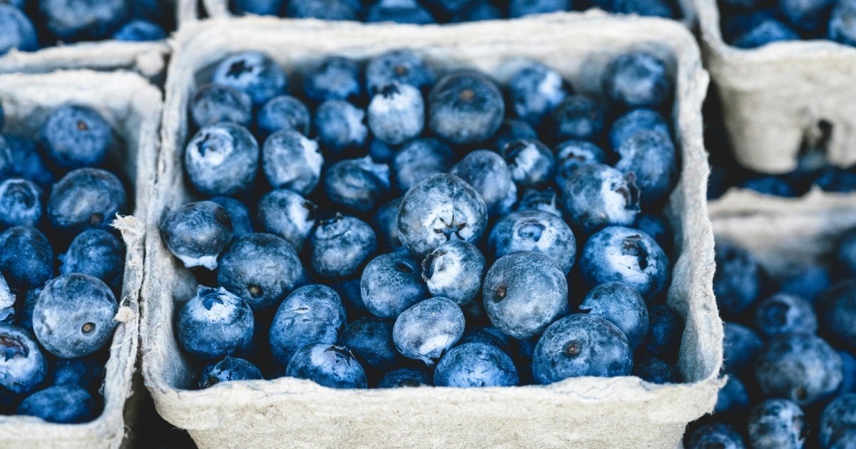 Borovnice za zdravlje cijeloga tijela: Koliko ih zapravo trebamo jesti svaki dan?