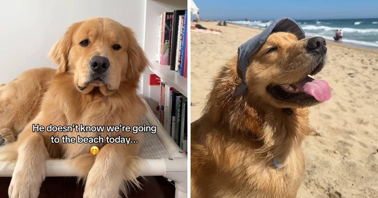 Vlasnica je iznenadila psa odlaskom na plažu, njegova reakcija je sve