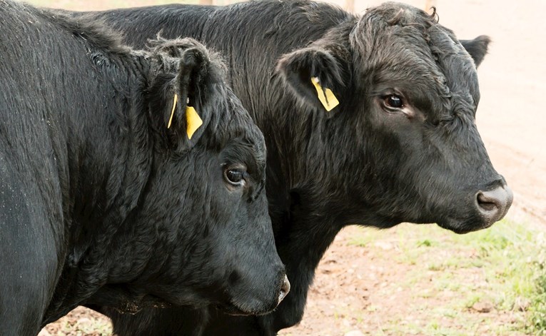 Istarska farma hrani svoja Black Angus goveda konopljom, prvi su u svijetu