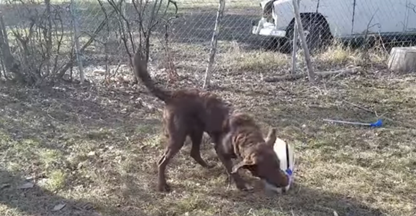 Vlasnik pokazao što je njegov pas učinio kad je skinuo ovratnik: "Baš mu se osvetio"