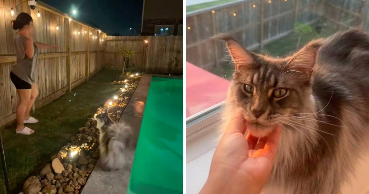 Žena se pokušala igrati s mačkom, nije bila spremna na katastrofu koja je uslijedila