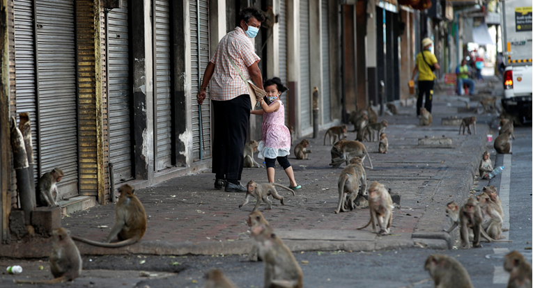 Majmuni "okupirali" tajlandski grad. Mještani pokrenuli lov, mame ih voćem u klopku