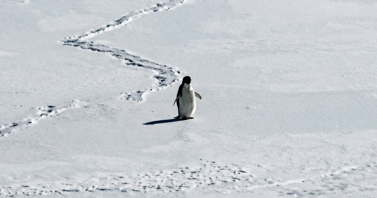 Pingvin je postao simbol generacije: "On zna nešto što mi ne znamo"