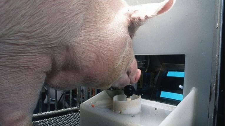 Znanstvenici tvrde: Svinje mogu njuškama igrati videoigrice