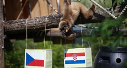 Zagrebački gibon predvidio rezultat između Hrvatske i Češke, evo kome ide pobjeda