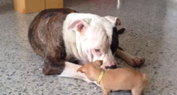Sićušna chihuahua obožava svog velikog prijatelja bulldoga