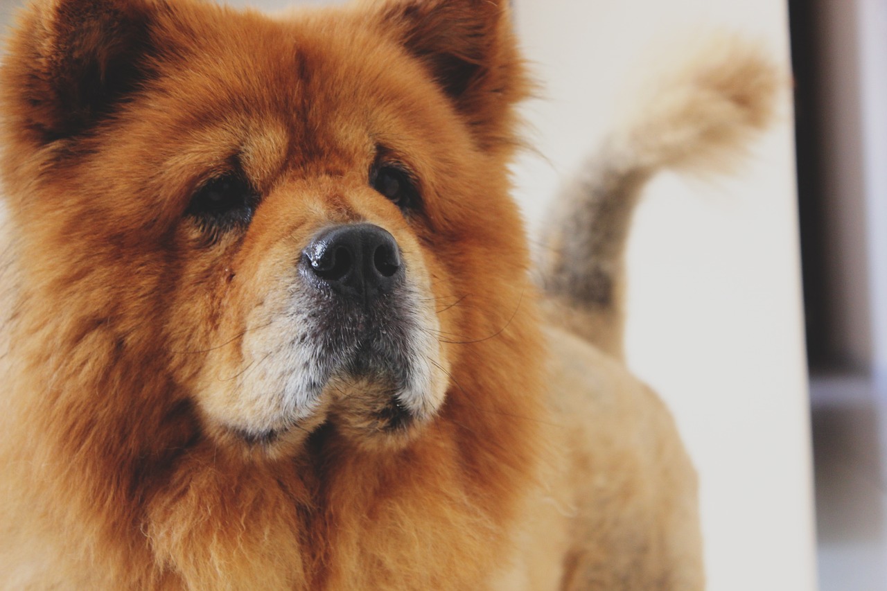 Chow Chow - slatki medvjedić koji je puno više od toga