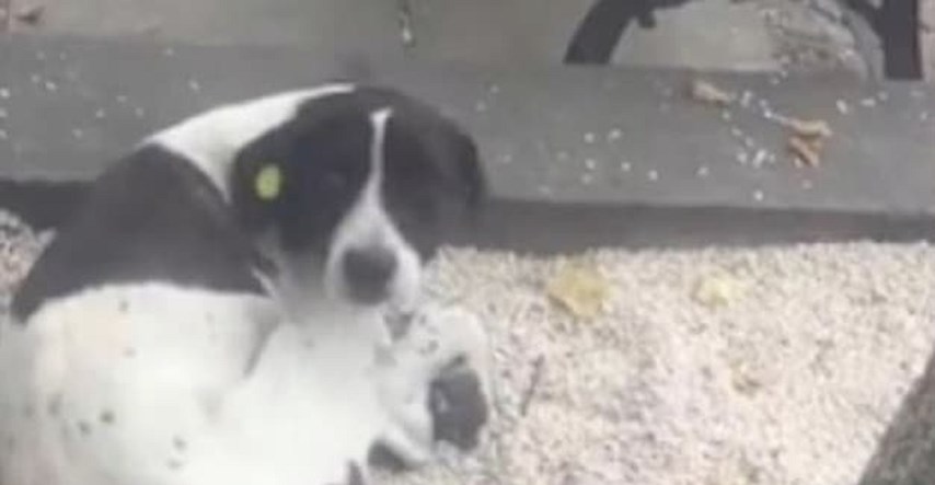 Dirljiva snimka: Na ulici pronašao psa kojeg je izgubio prije tri godine