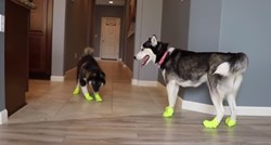 VIDEO Urnebesni haskiji isprobali su cipele za pse i potpuno se zbunili