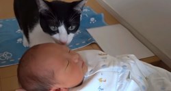 VIDEO Jesu li vaše mace opasne za tek rođene bebe?