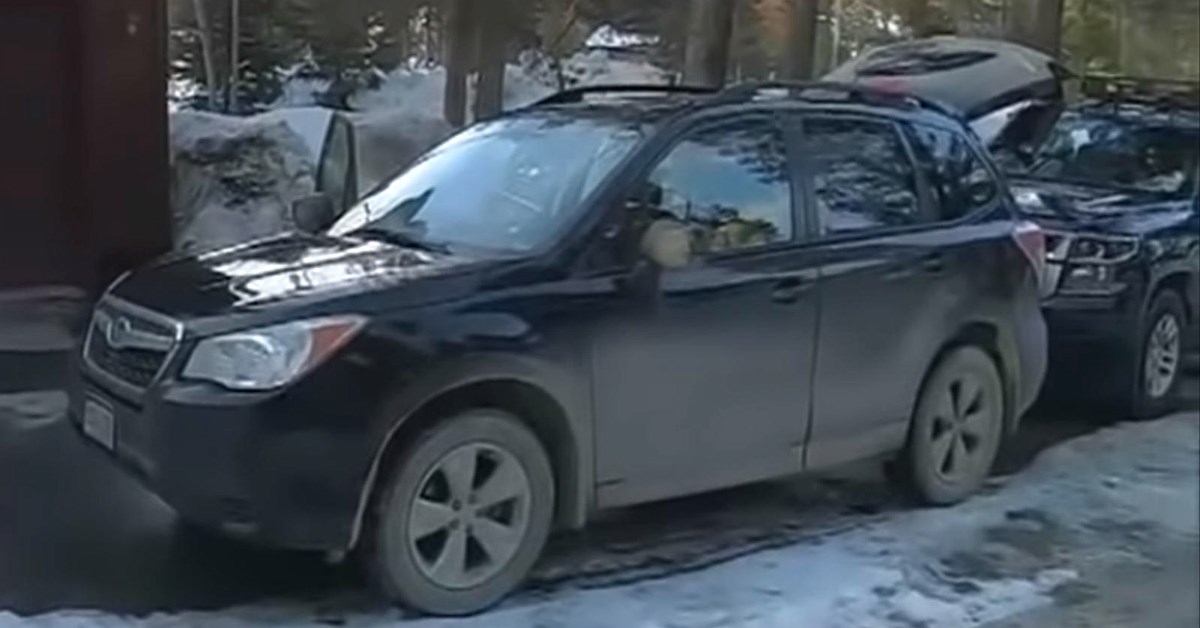 Gladni medvjed je ušao u auto, pogledajte što je ostalo