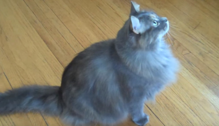Maine Coon mačke: Nježni divovi nevjerojatne inteligencije