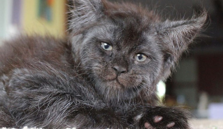 FOTO Ova maca postala je internet zvijezda zbog svog neobičnog lica, ona izgleda kao čovjek