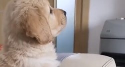 Ovo štene svako jutro gleda crtiće, a njegove reakcije su preslatke