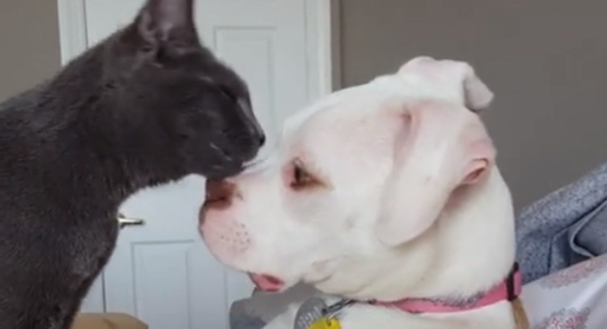 Udomili su psića, a njihov mačak priredio mu je najslađu dobrodošlicu