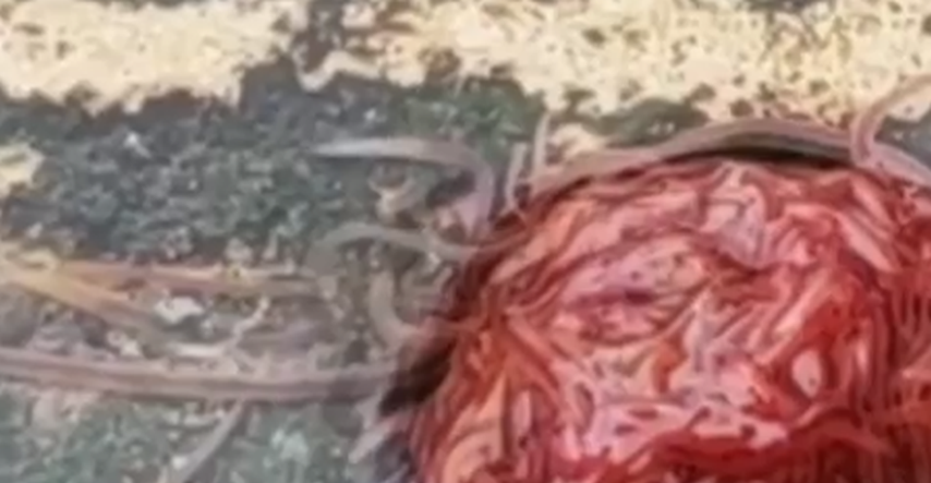 VIDEO Ispred kuće snimio misteriozno pulsirajuće "čudovište iz kanalizacije"