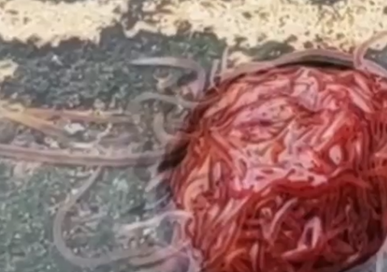 VIDEO Ispred kuće snimio misteriozno pulsirajuće "čudovište iz kanalizacije"