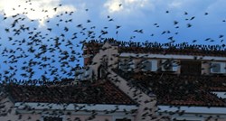FOTO U Novigradu zavladala invazija čvoraka