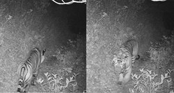 Bengalski tigar snimljen na nikad većoj visini, pogledajte