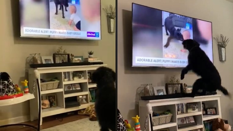 VIDEO Pas se vidio na televiziji, iznenadit će vas kako je reagirao