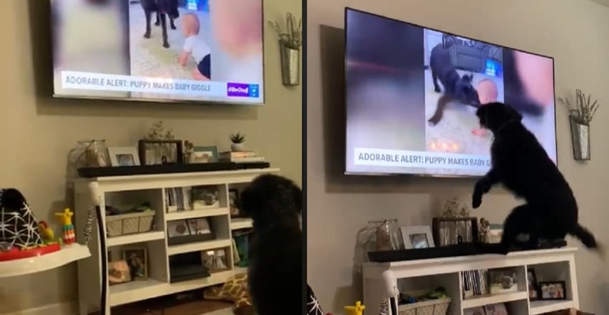 VIDEO Pas se vidio na televiziji, iznenadit će vas kako je reagirao