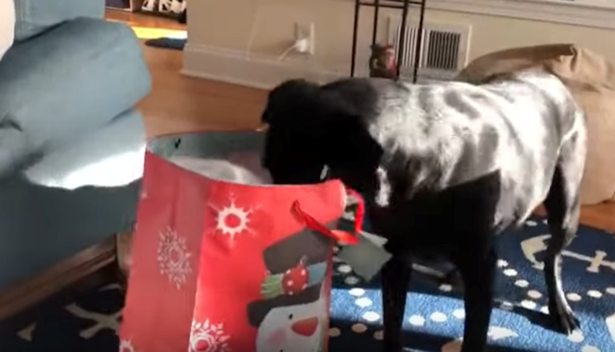 Spasili su je od eutanazije. Ovo je njezina reakcija na prvi Božić s obitelji