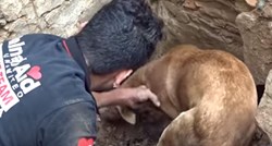 Snimka kuje koja pokušava spasiti svoje štence oduševila je pet milijuna ljudi