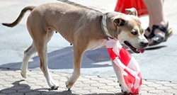 U centru Zagreba snimljen najslađi navijač, pas s kockastom kravatom