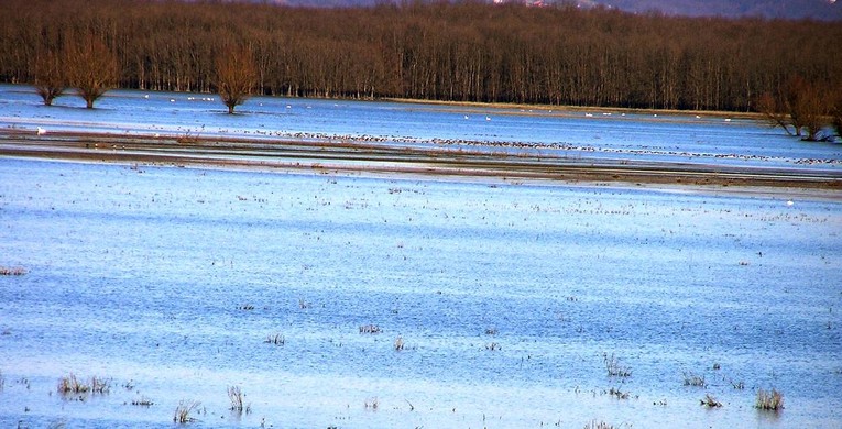 Kod uginulih labudova u Lonjskom polju potvrđena ptičja gripa