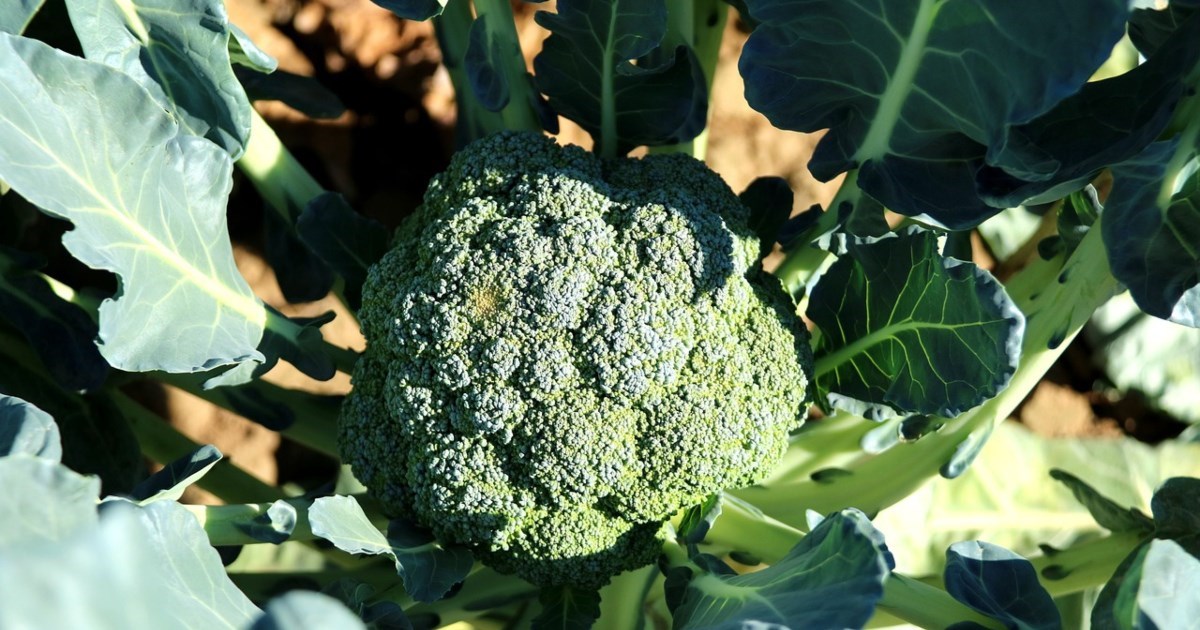 Ova supernamirnica može zaštititi crijeva i spriječiti bolesti, kažu stručnjaci