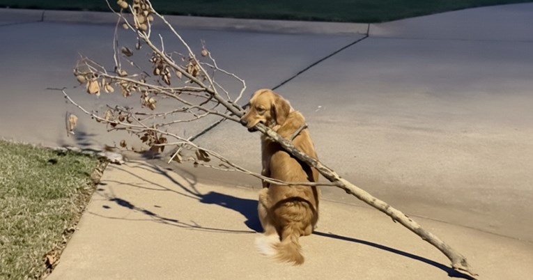 Zlatni retriver ležerno nosi divovsku granu iz šetnje